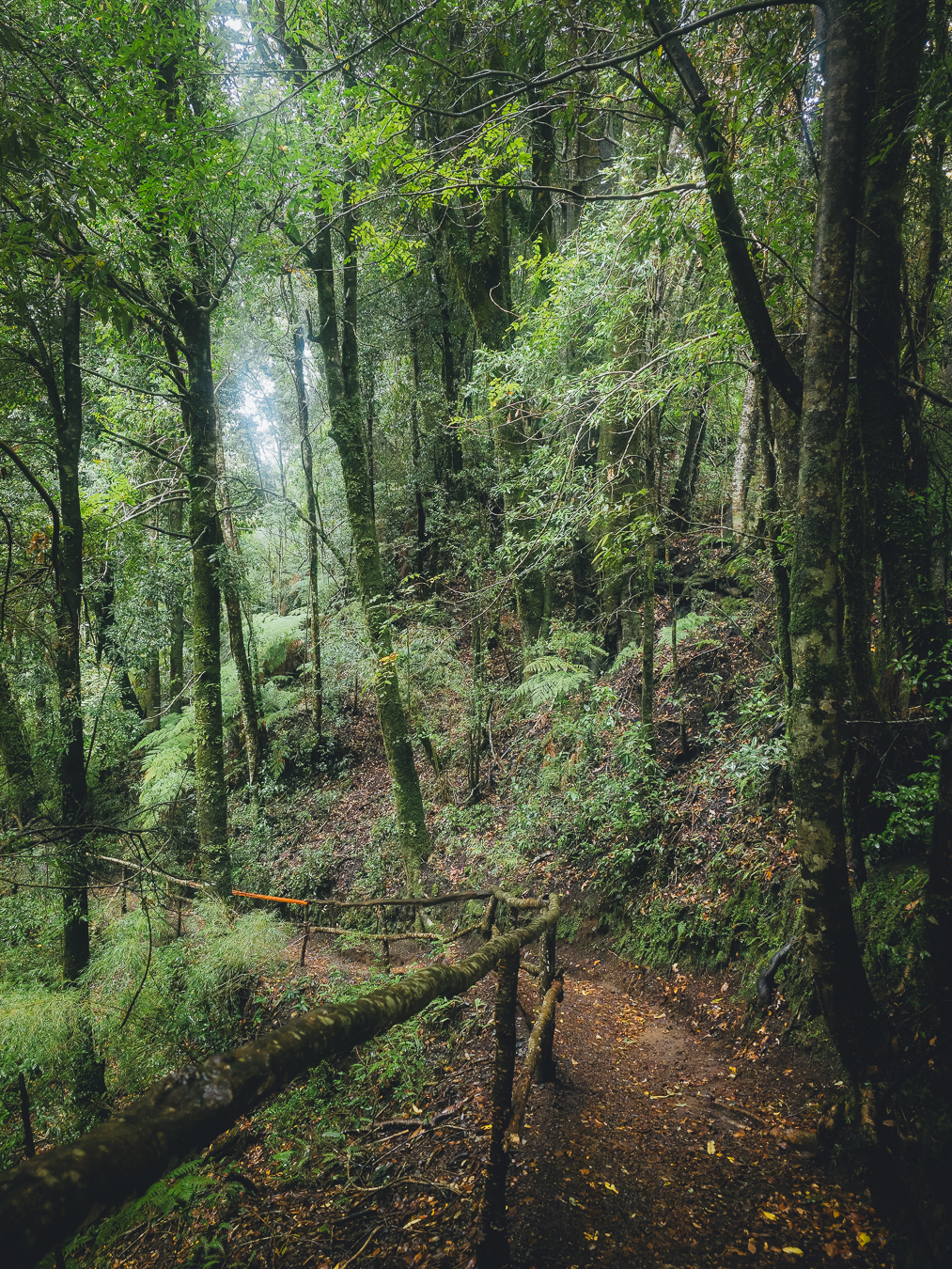 Sendero en bosque humedo de Pucon