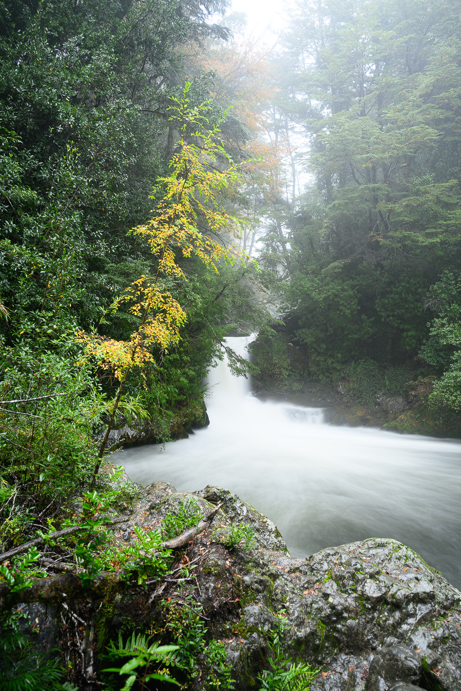 Rio entre bosque y neblina en Pucon