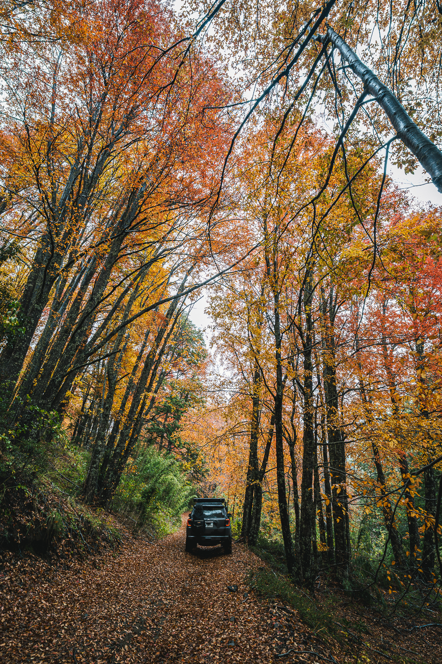 Camino otoñal entre arboles en Pucon