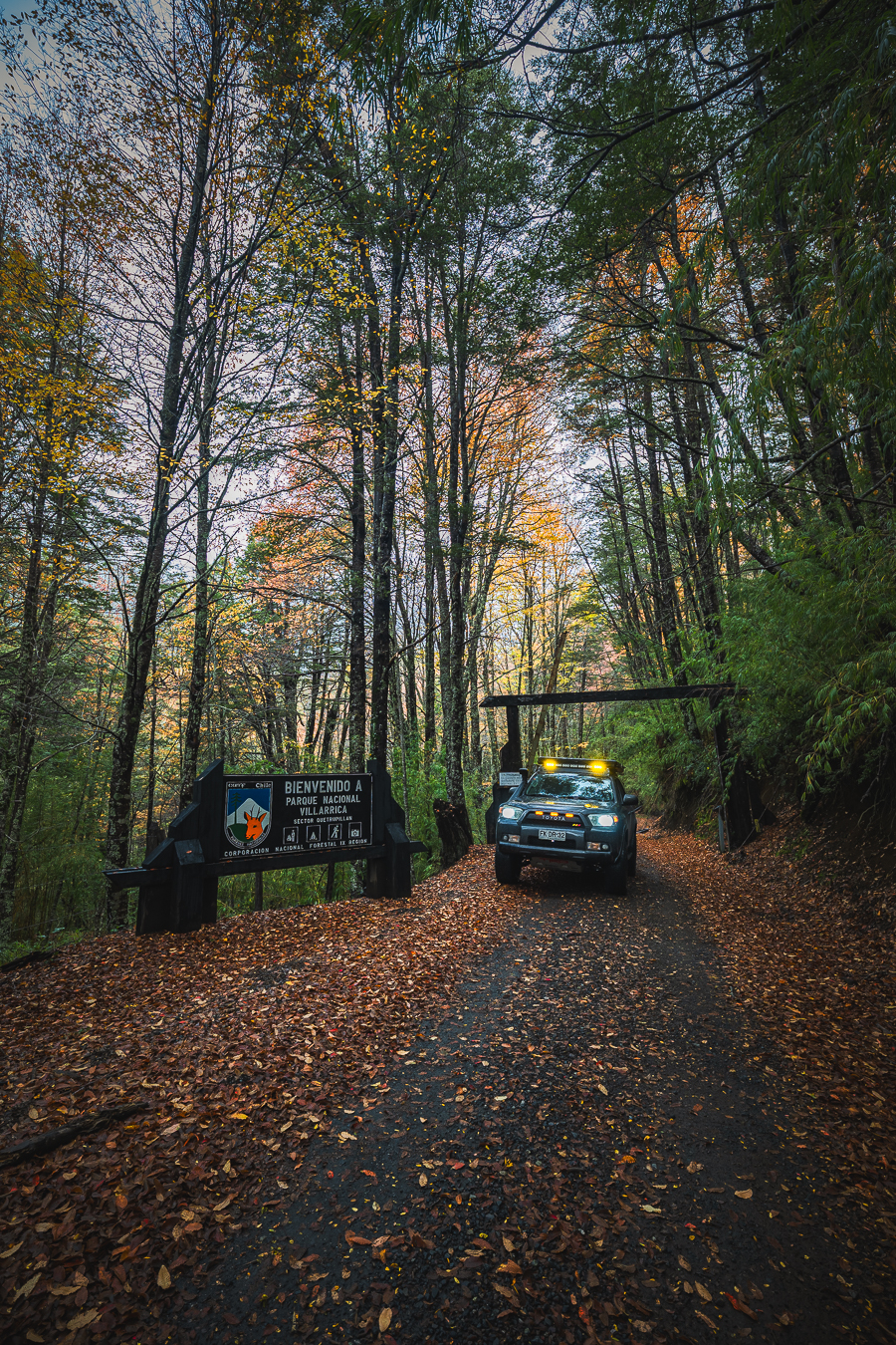 Camino forestal con vehiculo entre arboles